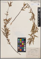 Foto von Salix exigua Nutt.